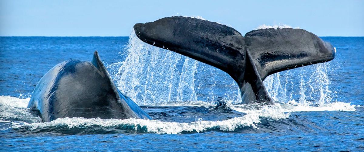 Carbon Offset Schemes - Whale Poop leads Nature's Own Way