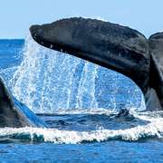 Carbon Offset Schemes - Whale Poop leads Nature's Own Way