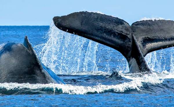 Carbon Offset Schemes - Whale Poop leads Nature's Own Way