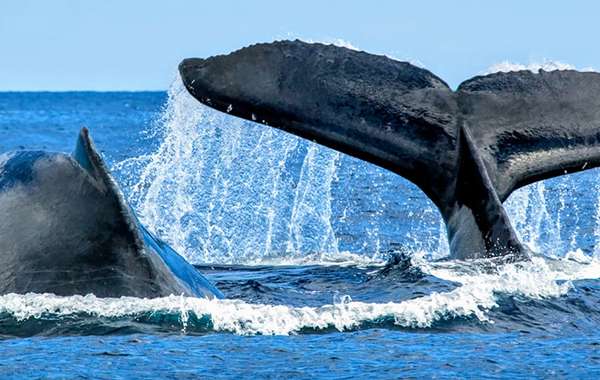 Carbon Offset Schemes - Whale Poop leads Nature's Own Way