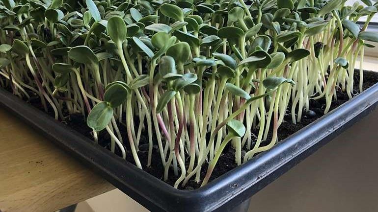 Cultiver des aliments à l’intérieur – Légumes pour maisons et appartements