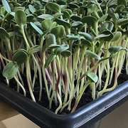 Growing Food Indoors, Vegetables for Homes & Apartments