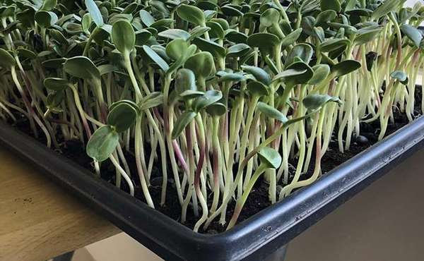 Growing Food Indoors, Vegetables for Homes & Apartments