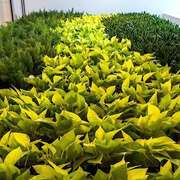 Dirrtt Environmental Solutions, Green Wall
