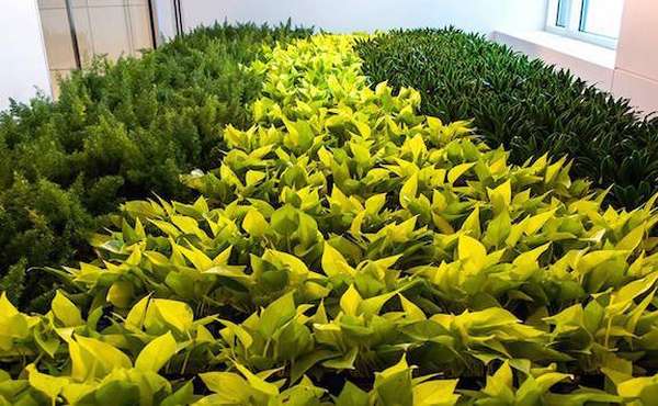 Dirrtt Environmental Solutions, Green Wall