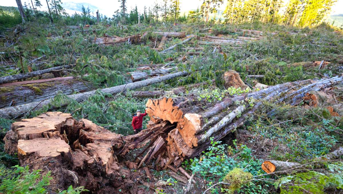 Quebec forest divided by Bill 97, into a biodiverse zone next to logging