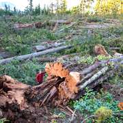 Quebec forest divided by Bill 97, into a biodiverse zone next to logging