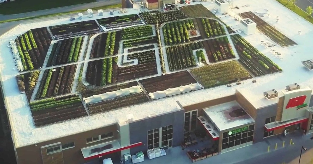 Green Roofs: A Solution to Microplastic Pollution and Urban Runoff ...