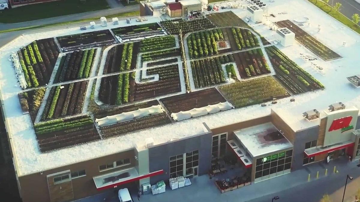 Un toit vert luxuriant et végétalisé sur une épicerie en milieu urbain.