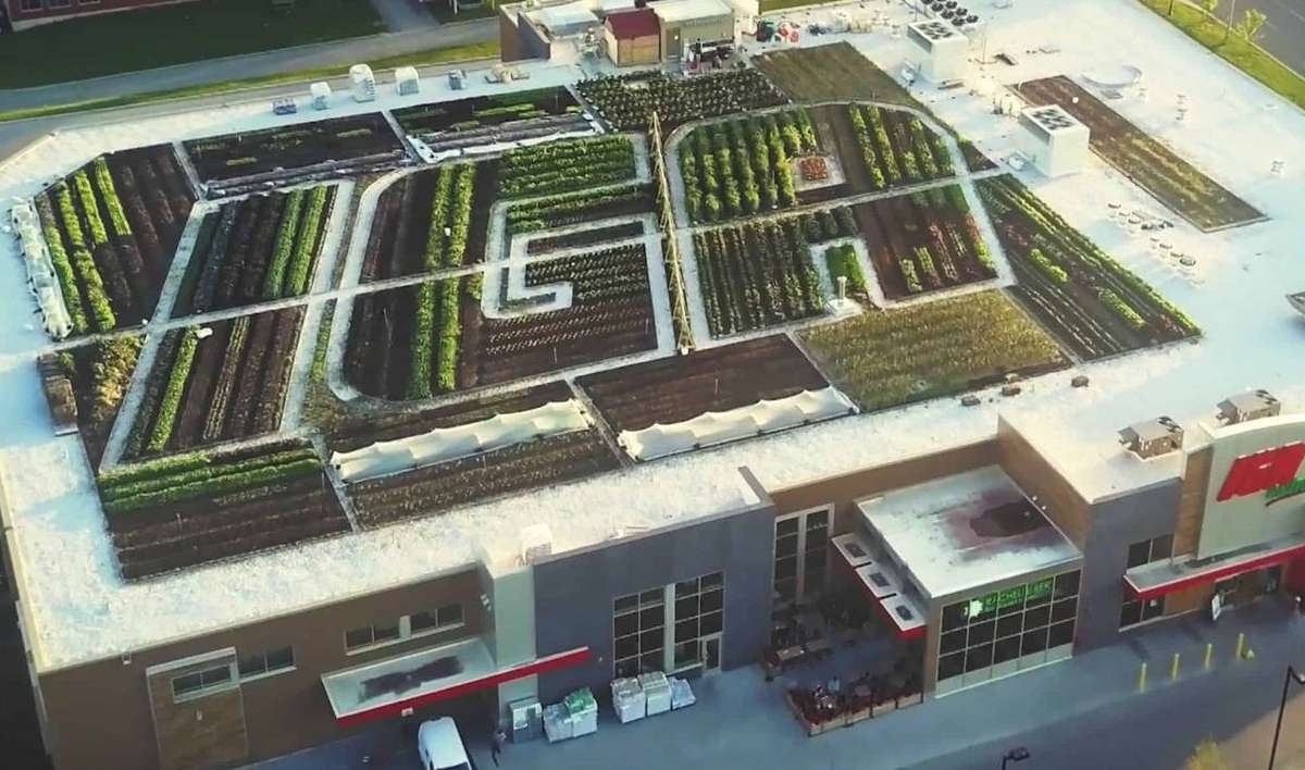 A lush, vegetated green roof on an urban grocery store Image © The Green Line: G
