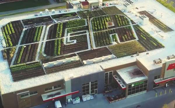 A lush, vegetated green roof on an urban grocery store Image © The Green Line: G