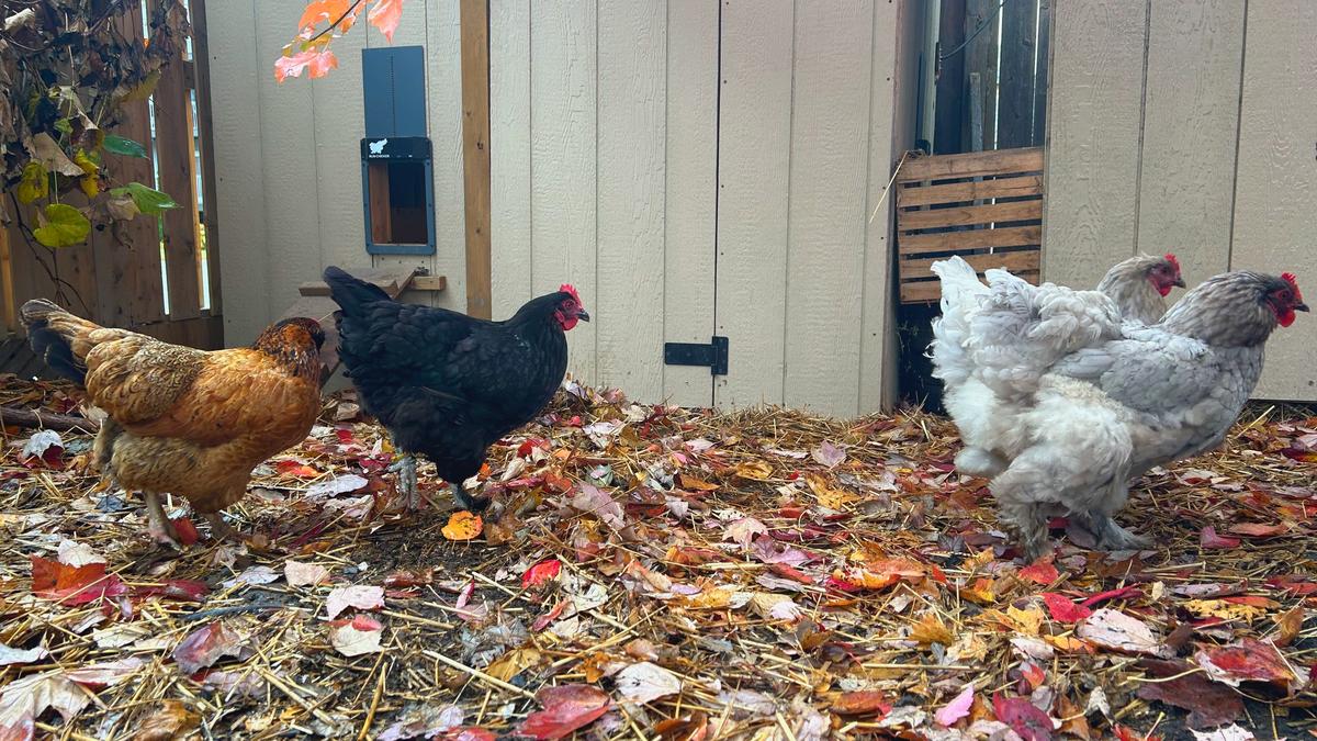 Back yard urban chicken coop