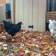 Back yard urban chicken coop