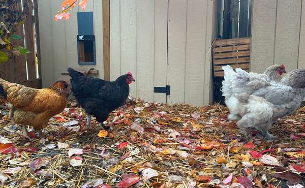 Back yard urban chicken coop