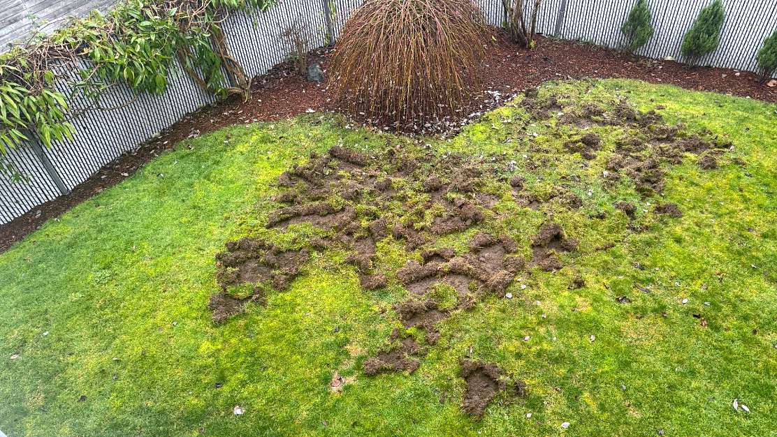 A lawn with significant damage showing patches of torn-up sod and dirt.
