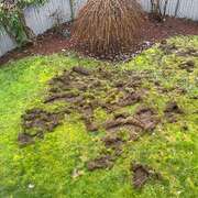 A lawn with significant damage showing patches of torn-up sod and dirt.