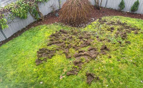 A lawn with significant damage showing patches of torn-up sod and dirt.