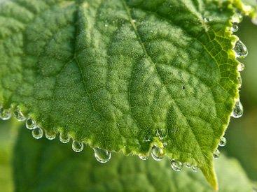 Permaculture design course