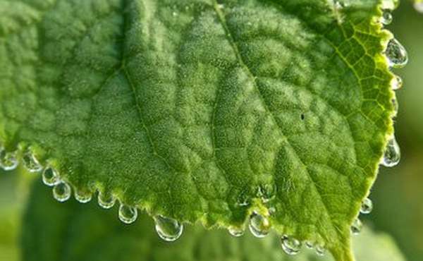 Permaculture design course