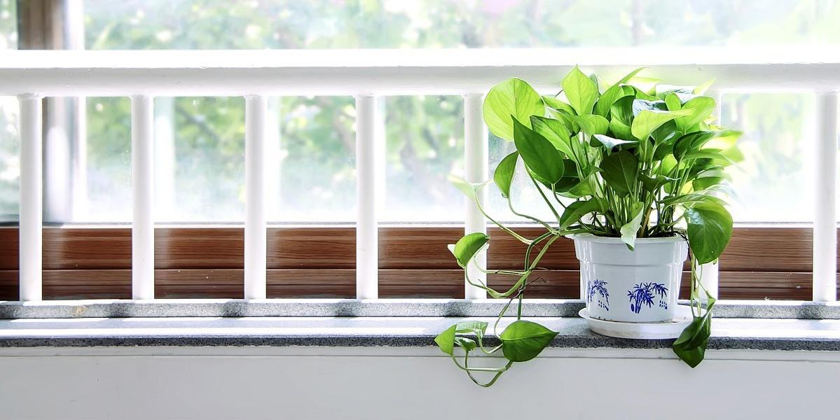 Quelles plantes d’intérieur purifient le mieux l’air ?