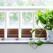 Which Houseplants are Best to Clean Air & Remove Toxins?