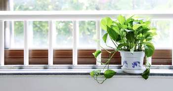 Which Houseplants are Best to Clean Air & Remove Toxins?