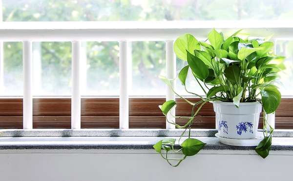 Which Houseplants are Best to Clean Air & Remove Toxins?