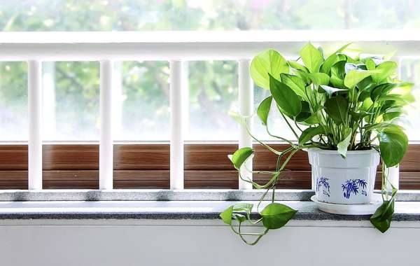 Which Houseplants are Best to Clean Air & Remove Toxins?