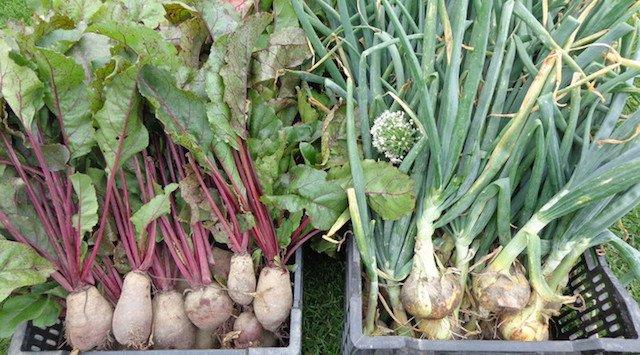 Kinburn Farms Workshop: Sowing your Seeds!