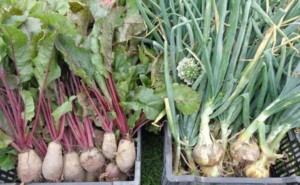 Kinburn Farms Workshop: Sowing your Seeds!