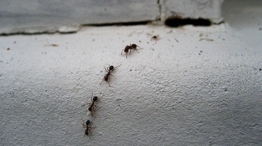 Carpenter ants are a common pest and nuisance to get rid of in homes