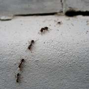 Carpenter ants are a common pest and nuisance to get rid of in homes