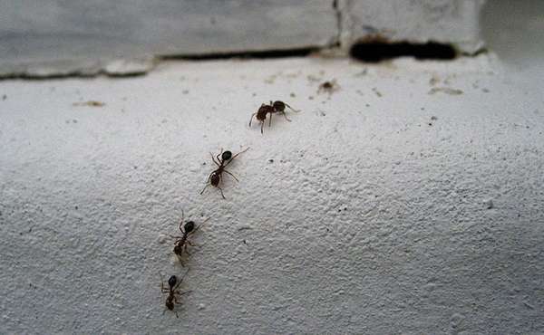 Carpenter ants are a common pest and nuisance to get rid of in homes