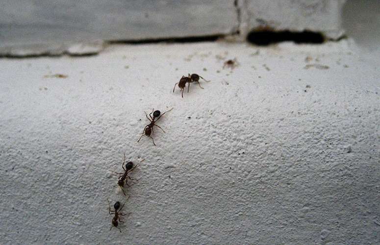 Carpenter ants are a common pest and nuisance to get rid of in homes