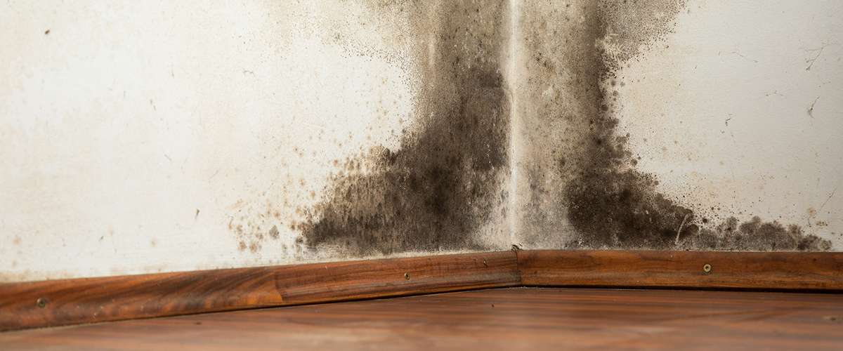Poly vapour barriers in air conditioned houses can cause mold and rot
