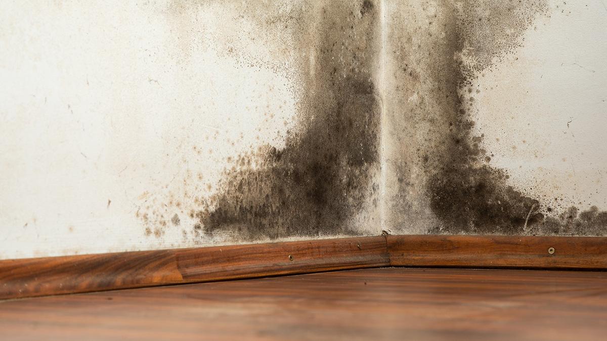 Poly vapour barriers in air conditioned houses can cause mold and rot