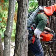 Cutting a 110 year old dying pine tree.