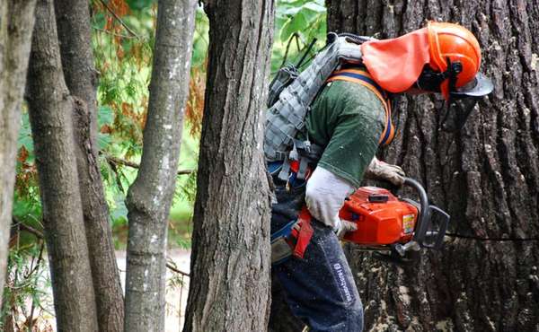 Cutting a 110 year old dying pine tree.