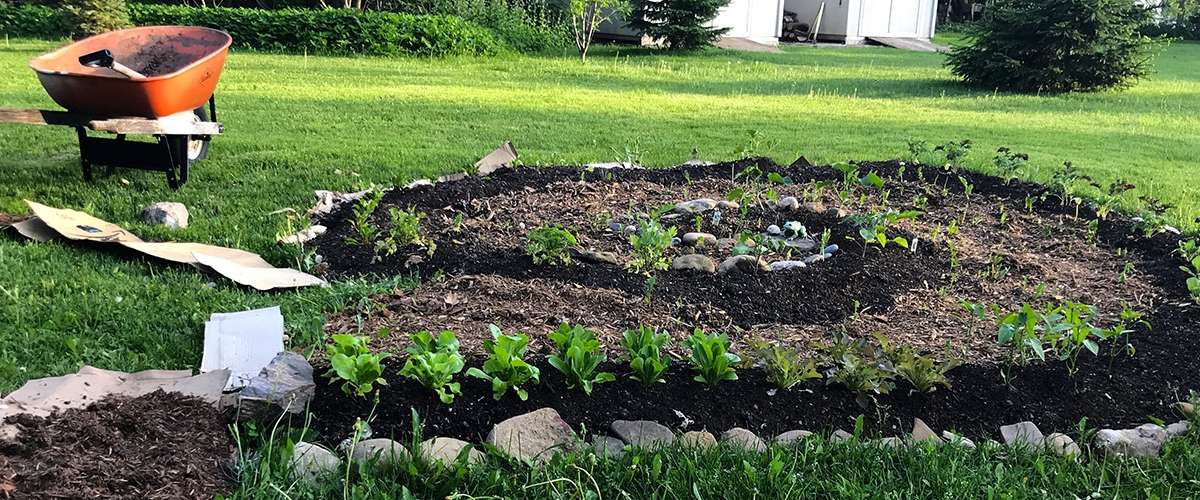 Lasagna Gardening - How to Build an Easy Vegetable Garden