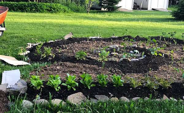 Lasagna Gardening - How to Build an Easy Vegetable Garden