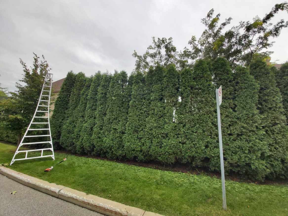Travaux - Aménagement paysager d'un projet de Haies près de Montréal/Laval/Longueuil (Grand Montréal) de Arboplus inc.
