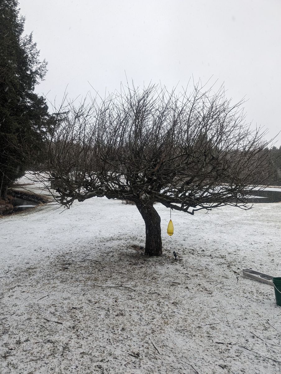 Garden from a Trees project near Granby - Bromont - Cowansville by Pépinière du bocage
