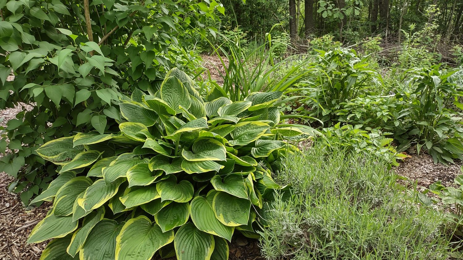 Garden from a Exterior Plants & Horticulture project near Granby - Bromont - Cowansville by Melissa Langlois - Design paysager