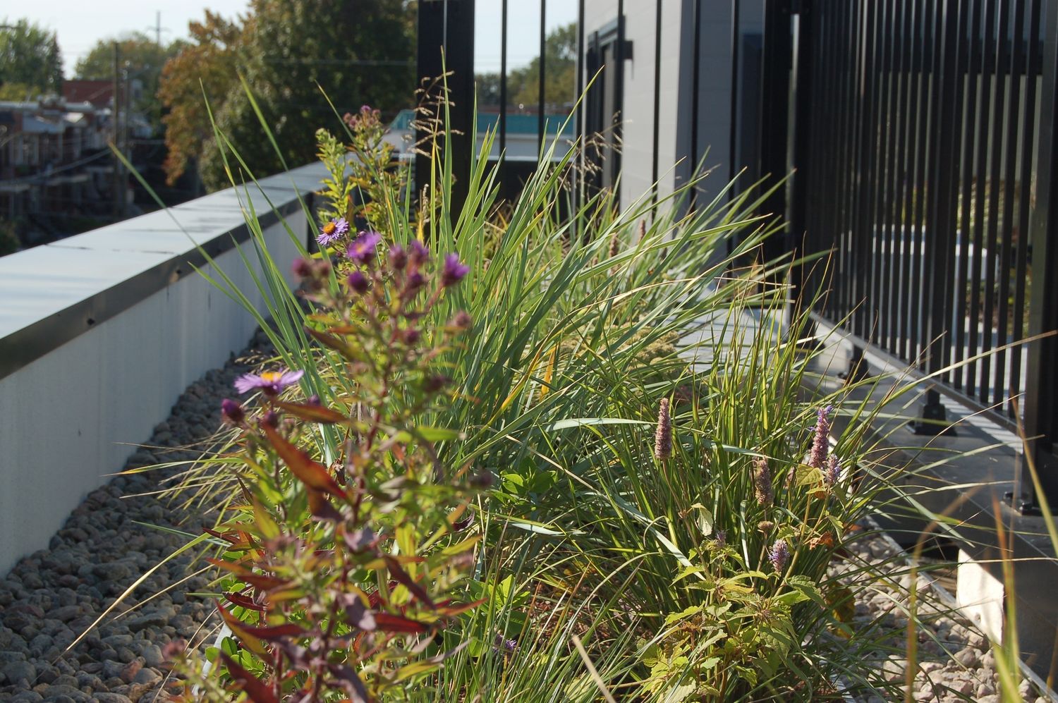 Jardin potager d'un projet de Toitures végétalisées près de Montréal/Laval/Longueuil (Grand Montréal) de La Ligne Verte : Toit vert inc.