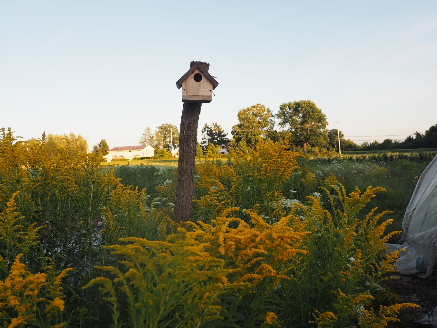 Garden from a Exterior Plants & Horticulture project near Granby - Bromont - Cowansville by Pépinière du bocage