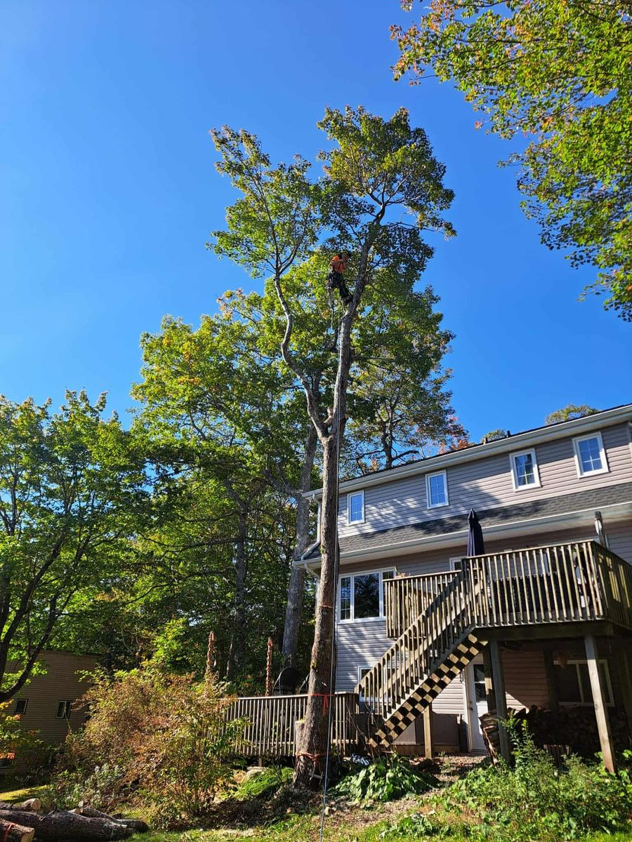  de un proyecto de tipo Árboles cerca de Halifax por Arborist Halifax