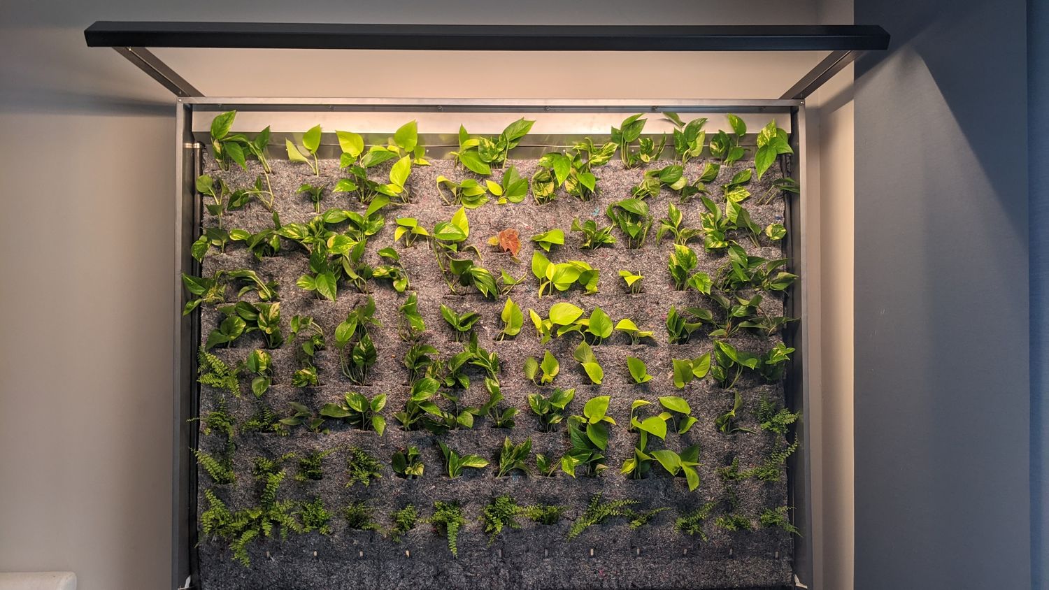Huerto de un proyecto de tipo Muros verdes cerca de Montreal (Gran Montreal) por La Ligne Verte : Toit vert inc.