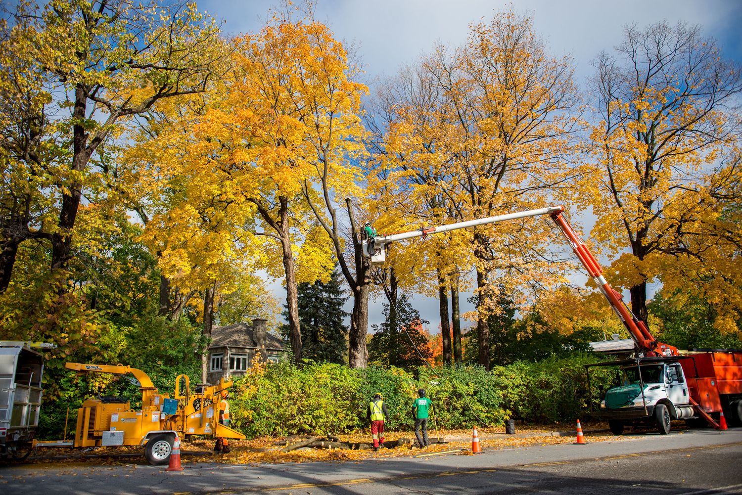 Landscape Construction from a Trees project near Montreal (Greater Montreal) by Arboplus inc.