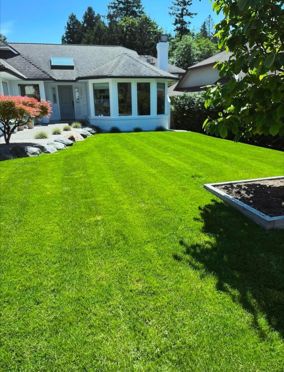 Backyard from a Hedges project near Vancouver (Greater Vancouver) by Aurora Landscaping