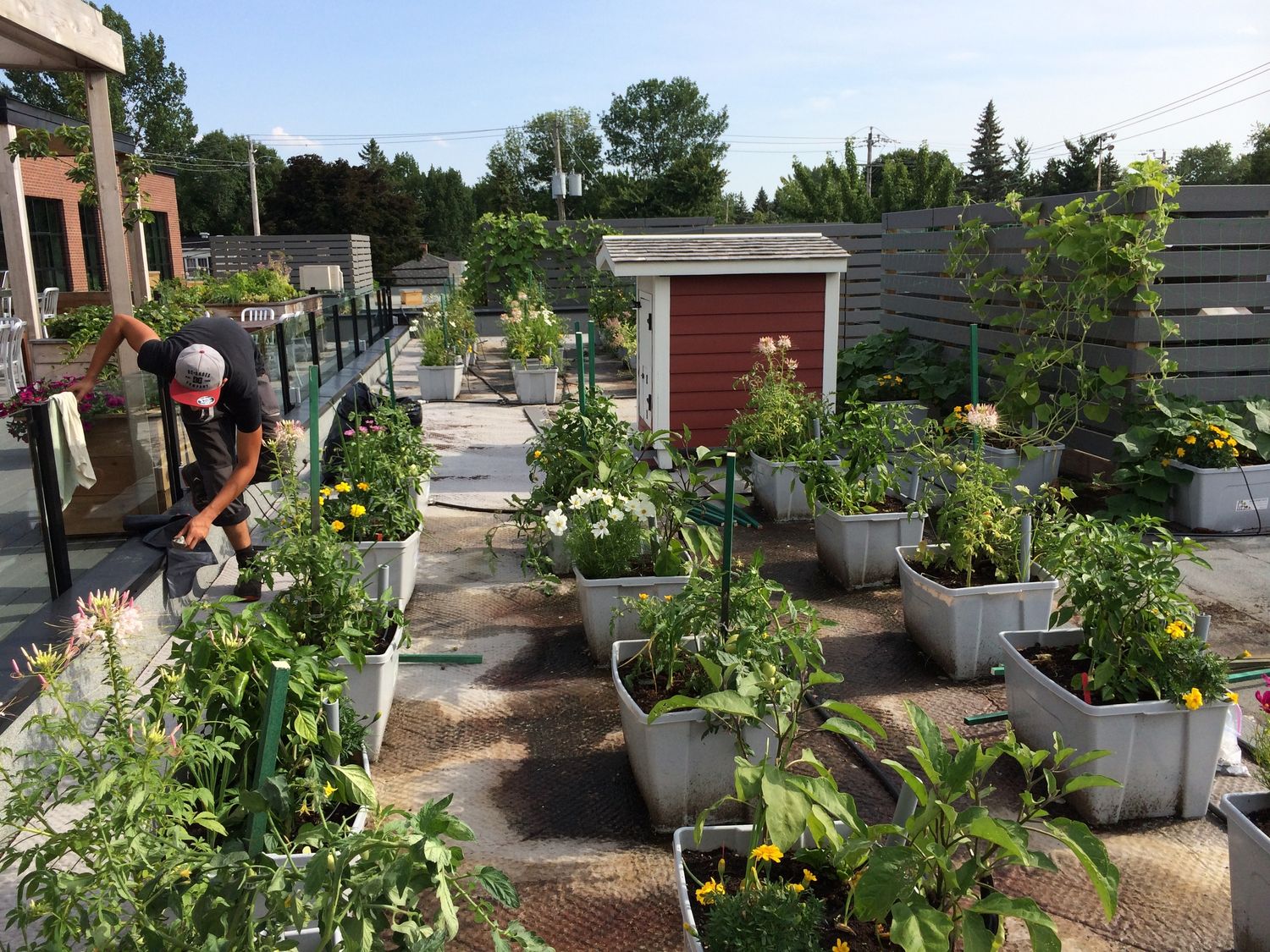 Jardin potager d'un projet de Agriculture urbaine près de Montréal/Laval/Longueuil (Grand Montréal) de La Ligne Verte : Toit vert inc.